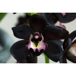 Black Orchid by Tom Ford Eau De Parfum for Women 100ml EDP Spray